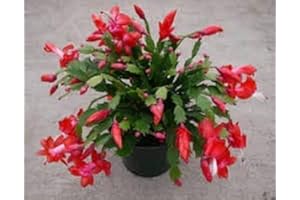 ACQUA TOWER GROWING SYSTEMS Christmas Cactus Plants, Red 'Caribbean Dancer', 1 x Full Plant in 13cm Pot, Indoor Plants, Xmas Cacti, Premium Quality Houseplants