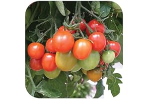 GROWTANICAL Tomato 'Tumbling Tom Red' Plug Plants x 5 'Grow Your Own'