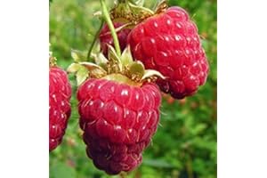 gardenexpert Raspberry "Glen Ample" Canes (Pack of 5)