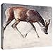 Produktbild ArtWall Mark Adlington 'Roe Buck' Gallery Wrapped Canvas Artwork, 24 by 32-Inch by Art Wall