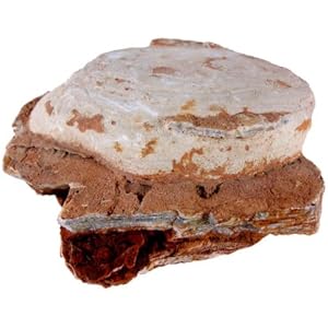 3 Kg Grainstein 10-25cm, Dekoration für Aquarien und Terrarium