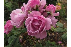 GORGEOUS GARDEN ROSES Lilac Bouquet -5.5lt Potted Rambling Rose Near toThornless Repeat Rambler! Purple/Lilac Blooms, Repeat Flowering