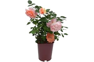 Vannucci Piante - Rosa vera a cespuglio in vaso. Pianta da balcone con bellissime colorazioni! (Rosa chiaro)