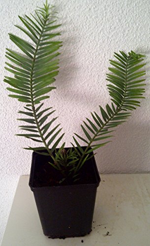 Echte Wollemi Pine Wollemie Pflanze 60cm Wollemia nobilis lebendes Fossil rar - 2