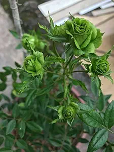 Aiden Gardens Green Rose Plant Osiria Rose Shrub Bush Hardy Rosa Perennial Flower 1 Grafted Live Plant