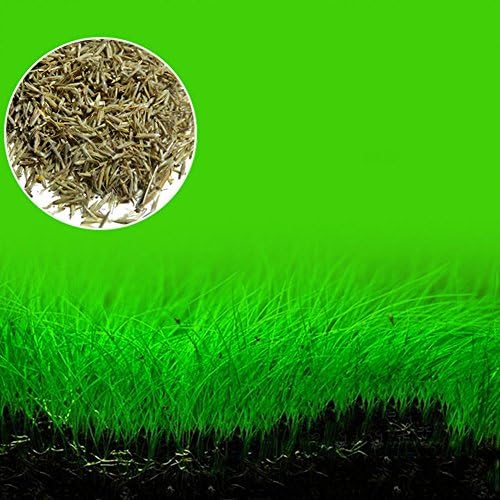 Zeeneek Plant Seed Aquarium Fish Tank Plants Prospects Grass Seed Grass Landscaping Decoration(Large)