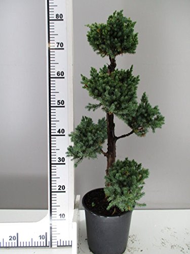 Bonsai, Wacholder, Juniperus squamata Meyeri, Höhe:70-80 cm