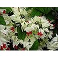 Greenery Nursery bleeding heart vine plant (Clerodandrum Thomsoniae) Healthy Flower Plant For Home Gardening Pack of 1