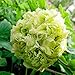 Produktbild Fash Lady 10 Teile/Beutel mehrjährige Pfingstrose Blume Pflanzen, seltene Arten Mischfarbe Pfingstrose Plantas Bonsai topfpflanze für Haus und Garten: 12