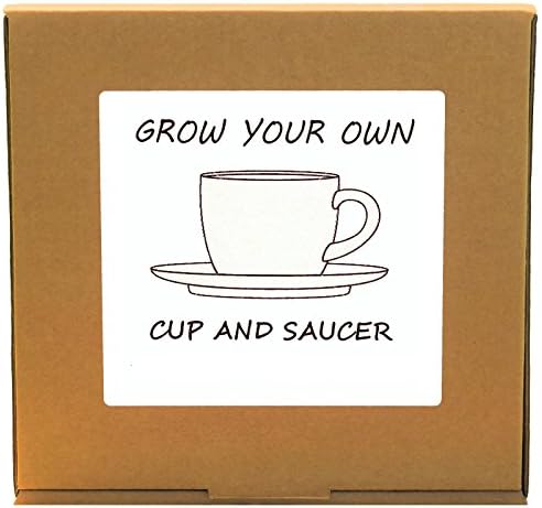 Grow Your Own Cup and Saucer Flowers Plant Kit - Windowsill Gardening