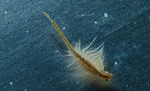 5x 150ml Lebendfutter, Lebende Artemia salina / Salinekrebse - 2