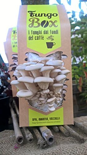 Fungobox: Kit for Growing Oyster Mushrooms at Home (Edible and Good), from Coffee Espresso Grounds