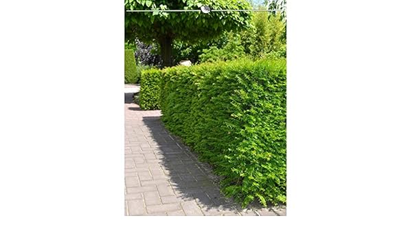 Nicht Fruchtende Bechereibe Eibe Taxus Media Hillii 60 80 Cm 18 Heckenpflanzen Mannliche Eibe Konifere Keine Beeren Schnittvertraglich Und Winterhart Immergrune Eibenhecke Inkl Lieferung Amazon De Garten