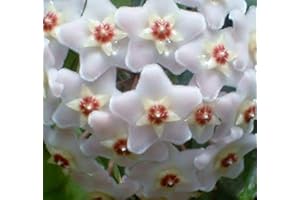 GENERIC Portal Cool Hoya Carnosa Miele Cera Fiore pianta Profumi un'intera Sala Veloce scalatore Succulente