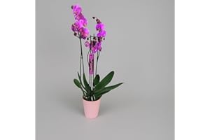 GARDEN CENTER SHOP BY VM Garden Center Shop | Orquídea Phalaenopsis natural fucsia 75 cm | 2‑3 tallos floridos | Floración duradera y fácil cuidado