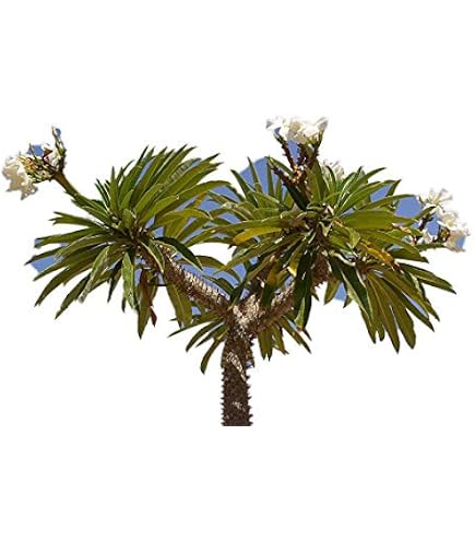 Areca Palme -GOLDFRUCHTPALME- 10 Samen -Schne Zimmerpflanze- : Amazon.de:  Garten
