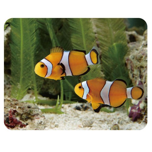 Preisvergleich Produktbild Power Star tapis-nemo – Mauspad, mehrfarbig
