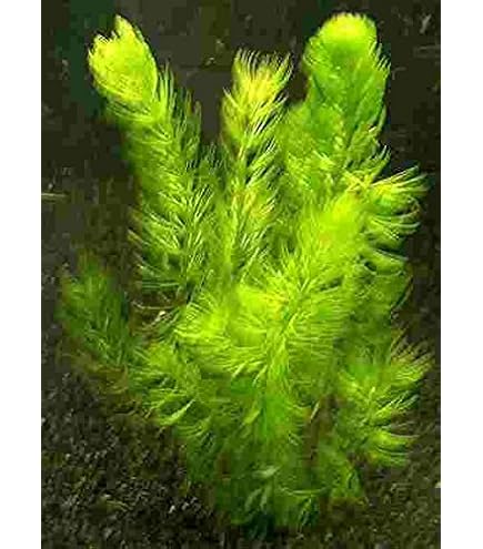 In-Vitro Bonsai-Nadelsimse/Eleocharis sp. 'mini' : Amazon.de: Haustier
