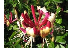 BAUMSCHULE Geißblatt - Lonicera heckrottii - Feuer-Geißschlinge - Kletter-/Schlingpflanze, reich blühend, robust, 40-60 cm