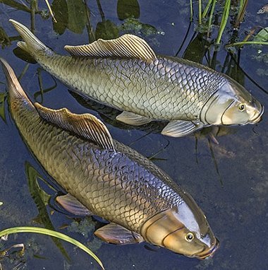 Preisvergleich Produktbild Gartendeko Schwimmtier Fisch Koi Karpfen L30cm - Preis pro 1 Stück