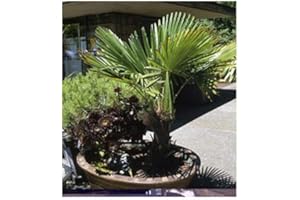 RP Seeds Trachycarpus wagnerianus (Miniature Chusan Palm) - 5 Seeds