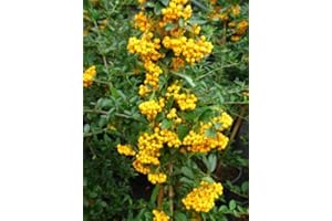 PLANTENWELT WIESMOOR Feuerdorn Pyracantha Soleil d' Or 80 cm hoch im 3 Liter Container