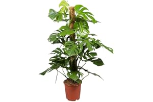 Plante d'intérieur de Botanicly – Faux philodendron – Hauteur: 120 cm – Monstera Deliciosa