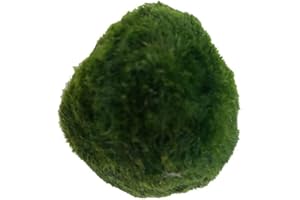 WINBST Bola de musgo de Java Moss Marimo, bola de musgo, bola de musgo para acuario, plantas de musgo, bolas de musgo, decoración de camarones Nano para Marimo