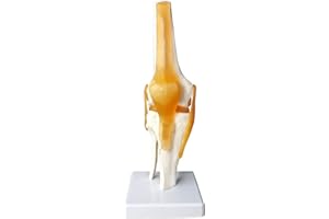 EVOTECH SCIENTIFIC Modelo de articulación de rodilla con función humana, con ligamento, tamaño natural para enseñanza médica, demostración clínica, herramientas de aprendizaje y exhibición educativa