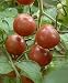 Produktbild AGROBITS 30 Black Cherry Russian Tomatensamen. Erbstück *** am selben Tag Versand