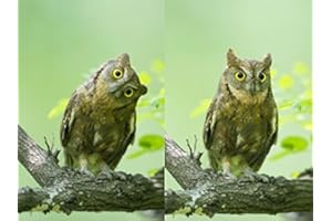 Edition Colibri Cartolina lenticolare con immagine cambiabile, motivo: gufi curiosi