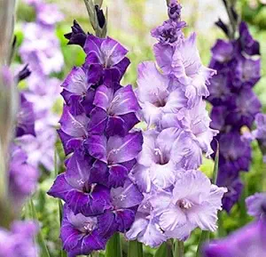 FernsFly IMP. Sword lily Gladiolus | Gladiola | Gladioli Flower Bulbs Home Outdoor Flowering Gardening Bulbs Blooming planting (Pack of 15 Blue Moon Gladiolus)