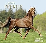 ... geliebte Pferde Kalender 2011 by
