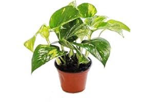 Exotenherz - Efeutute - Scindapsus - Epipremnum - 12cm Topf - Zimmerpflanze