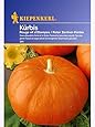 Kiepenkerl Speisekürbis Rouge vif d'Etampes (Roter Zentner)