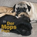 Knesebeck der Mops 2015 by 