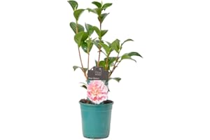 Verdecora Camelia - Arbusto Natural con Flor - Planta perfecta para invierno con flores llamativas (Maceta Ø13cm)