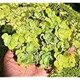 Dwarf Water Lettuce Live 20+ Plant | Water Cabbage Plant for Pond, Aquarium | Aquatic Pistia | Floating Plant (Pack of 20+)