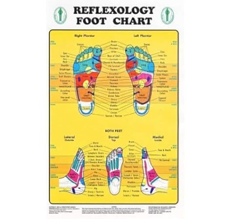 Reflexology Foot Chart Reflexology Zones Marked 1 Laminated Chart 8 X 11 Amazon Co Uk Office Products