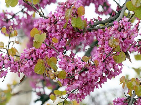 Geschenk-Anzuchtset Liebesbaum - 4