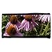 Produktbild Portemonnaie Geldbörse Brieftasche // M00290527 Echinacea Blumen Sonnenhut Flora Rosa // Large Size Wallet