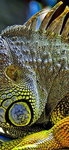 PeelitStickitZoomed in Lizard, Animal Wall Murals ID-085, vinyl