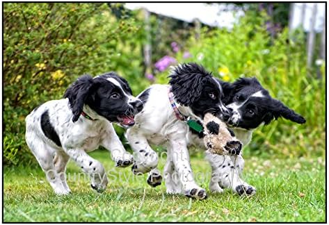 Spaniel puppies Greeting Card Notelets - 5 individually cellophane wrapped A6 cards with envelopes