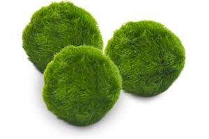 KAKI LA FELICITÀ È NELLE PICCOLE COSE Marimo Set sfuso diametro 2-3 cm - Originale e Certificato - Solo Marimo (3)