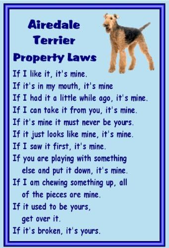 Airedale Terrier Novelty fridge magnet - Many designs available (property laws)