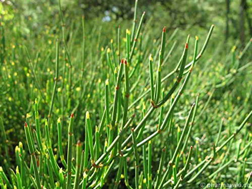 Asklepios-seeds® - 100 Semillas de Ephedra sinica ephedra sinica