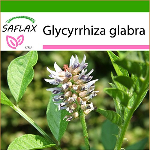SAFLAX - Kräuter - Süßholz / Lakritze - 30 Samen - Mit Substrat - Glycyrrhiza glabra