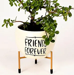 HINS White Friends Forever Metal Round Shape Flower Plant Pot For Indoor Plants Metal Pots For Indoor Plants I Elevated Garden Planter I Raised Planter I Desk Plant I Raised Planter Box I Ascent Homes Metal Planter I Raised Planter Box With Legs I Brass Pots For Indoor Plants I Golden Planter I Mid Century Plant Stand I Brass Planters For Indoor Plants I Indoor Plant Stand For Living Room I Metal Planters Pot For Indoor Plants designer pots for indoor plants