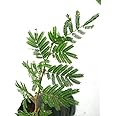Cloud Farm Shami Patra (Lucky & Vastu) Live Plant CF_27