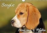Beagle - Herz auf 4 Pfoten (Wandkalender 2018 DIN A4 quer): Liebenswerte Schlappohren auf 13 wunderschönen Fotos (Monatskalender, 14 Seiten ) (CALVENDO Tiere) [Kalender] [Apr 27, 2017] Starick, Sigrid by 